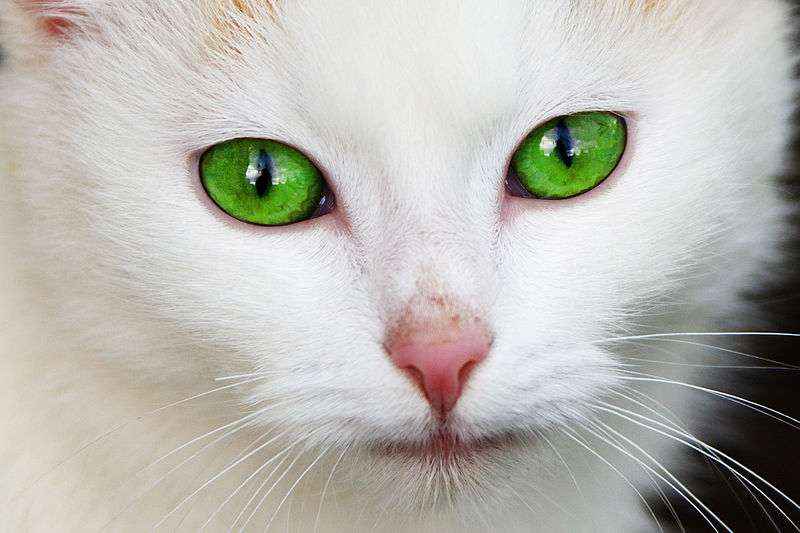 800px Cat with green eyes