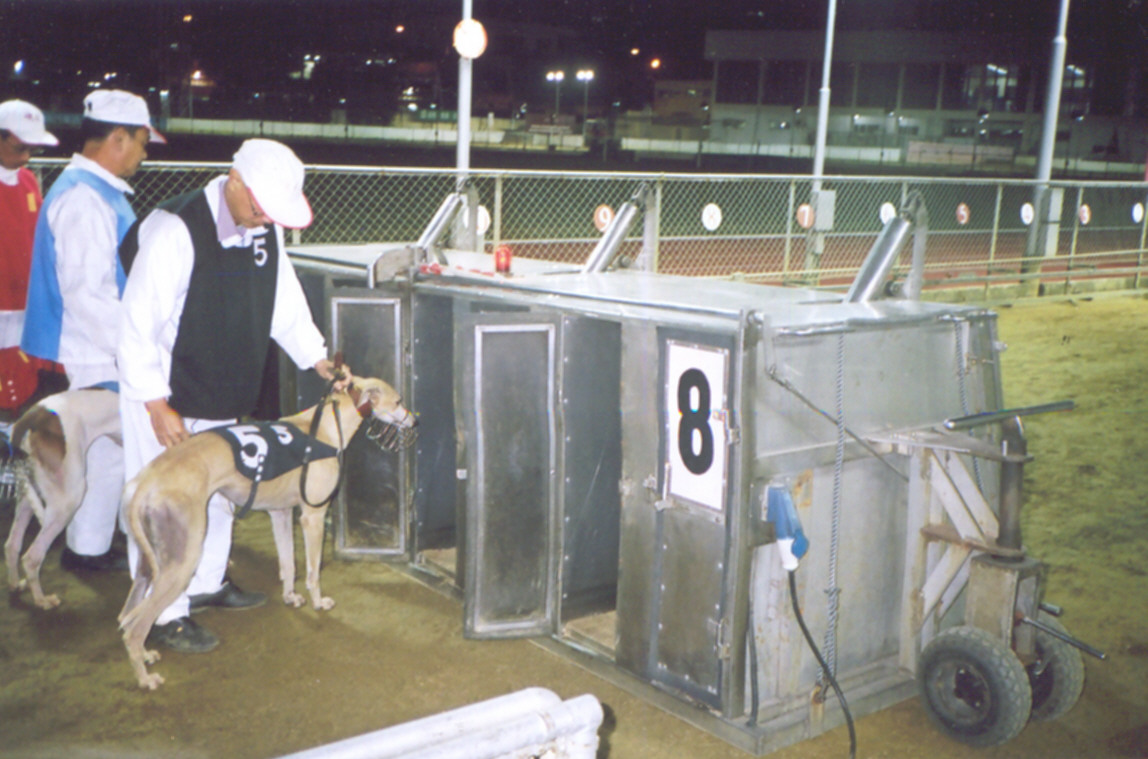 Greyhound Dogs entering the trap boxes in the Macau caninodromeMacau2005