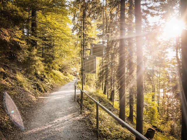 Loorenkopf forest road