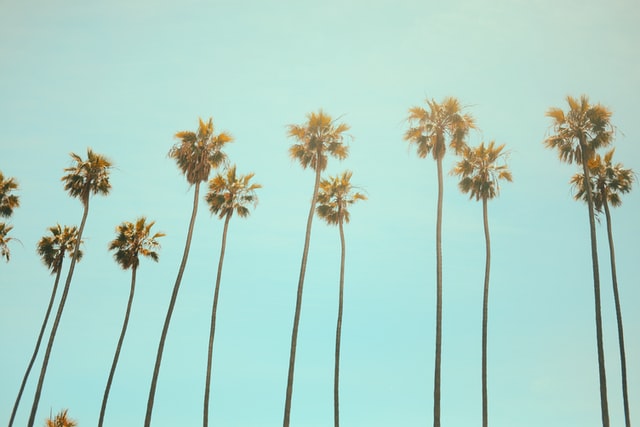 palm trees California