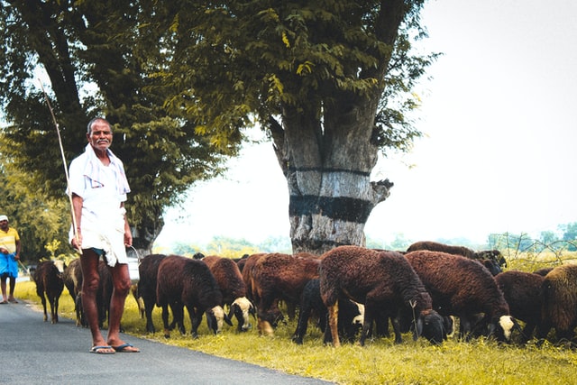 shepherd india