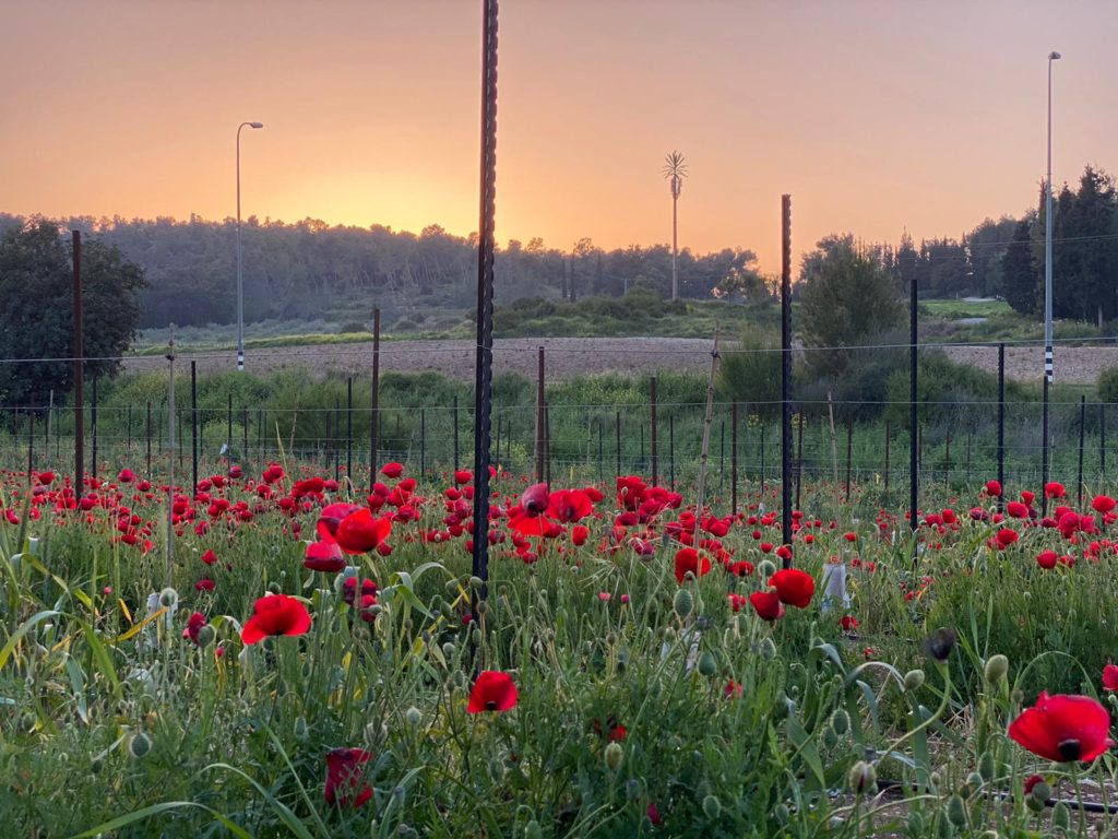 poppies