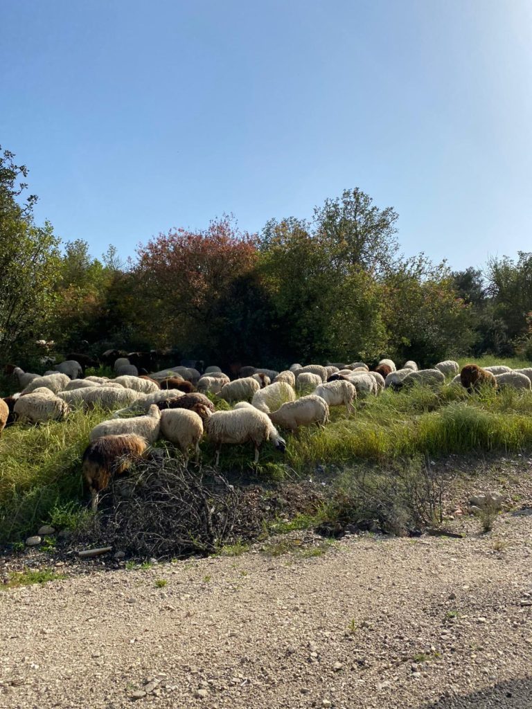 sheep in Jerusalem