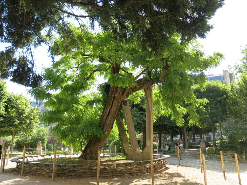 oldest tree in paris